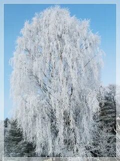 Береза времена года