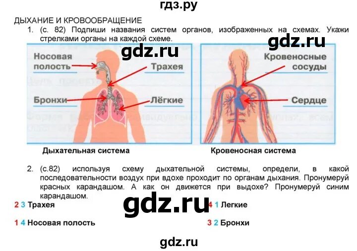 Органы дыхания. Как устроено дыхание человека. Дыхательная система система 3 класс. Органы дыхательной системы человека 4 класс. Органы дыхания 3 класс.