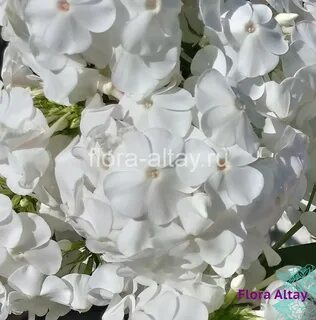 Флоксы белые сорта