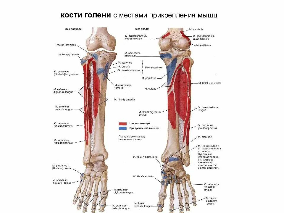 Анатомия костей голени. Кости голени анатомия человека. Анатомия костей голени человека. Голень кость анатомия человека.