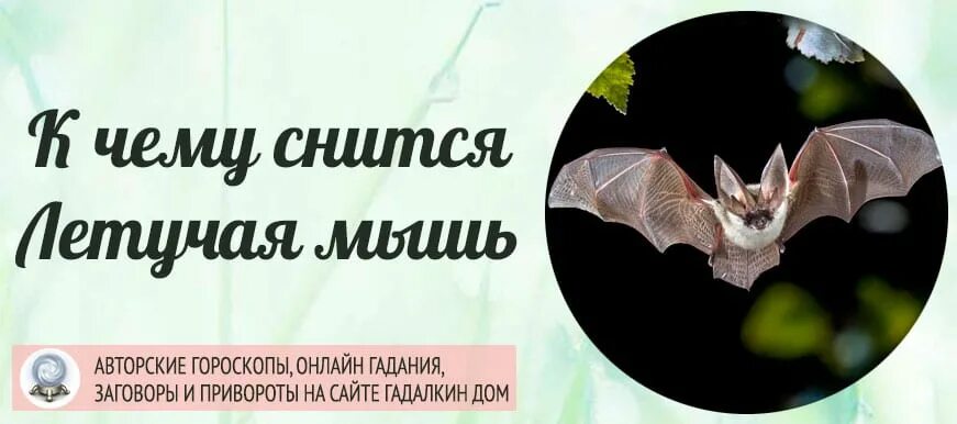 К чему снится кусает мышь во сне. Приснилась летучая мышь. сонник летучая мышь. снятся летучие мыши. видеть во сне летучую мышь.