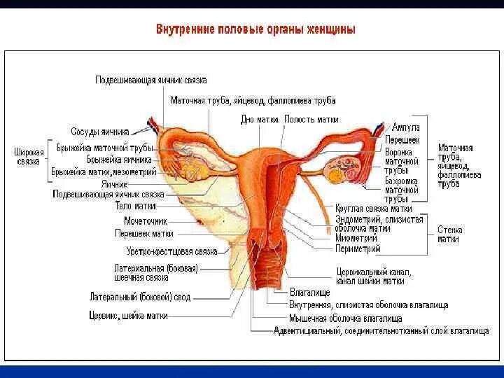 Строение половой системы женщины анатомия. Строение внутренних половых органов женщины схема. Матка схема анатомия. Маточная система строение. Биология женские органы