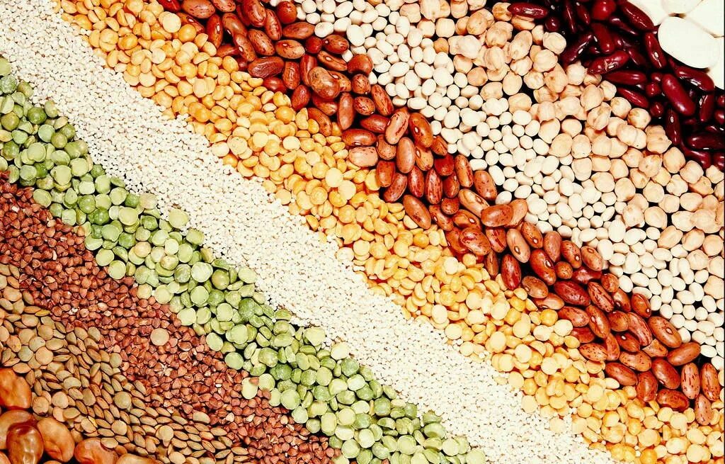 Семена зерновых зернобобовых. Семена зерновых зернобобовых. Зернобобовые культуры. Семена зерновых зернобобовых. Зерново бобовые культуры.