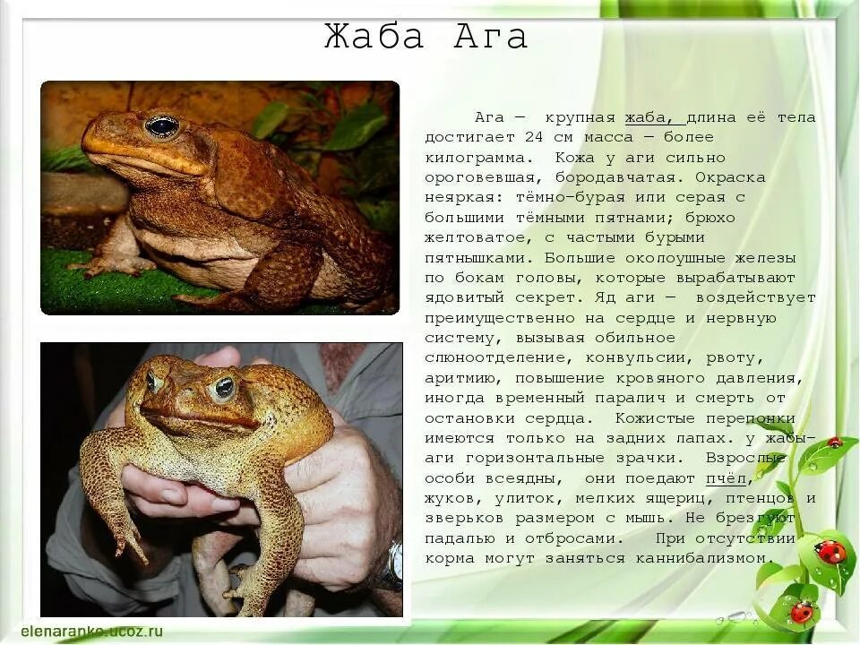 Суринамская Горная жаба ага. Жаба ага текст. Сообщение про жабу АГУ. Жаба ага презентация.