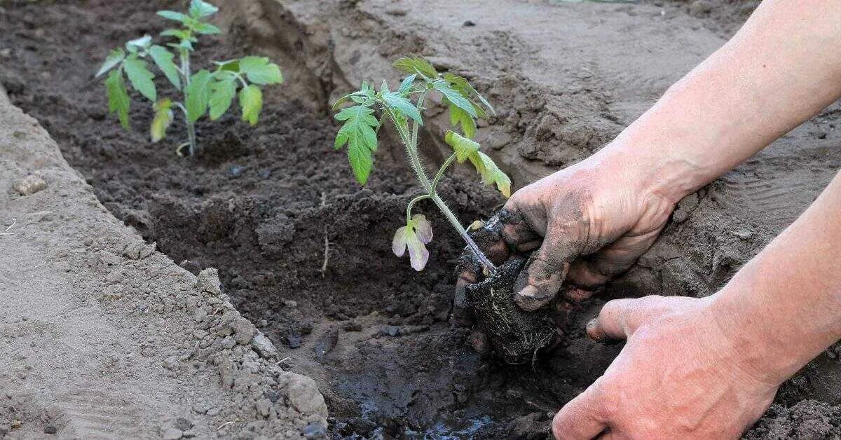 Когда сажают семена помидор в грунт. Высаживание рассады помидор. Высадка рассады томатов в грунт. Высаживание томатов в грунт. Посадка помидор в грунт рассадой.