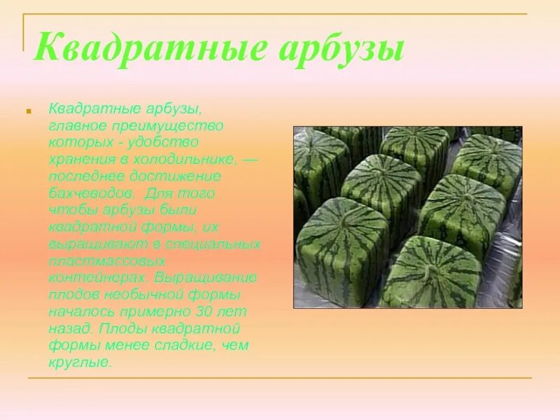 Прочитайте текст чудо арбузы расположенный справа запишите. Квадратный Арбуз в холодильнике. Чудо арбузы квадратные. Квадратные арбузы в Японии. Почему Арбуз квадратный.