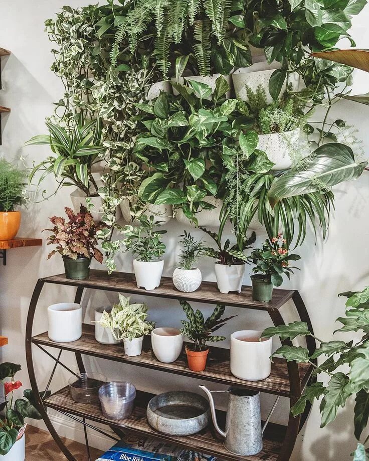 Pin on Полезные советы Plants, House plants, Outdoor herb garden
