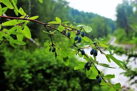 Кустарники урала