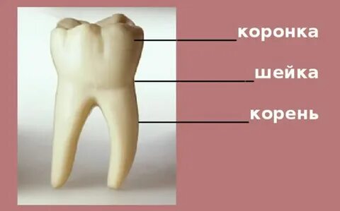 Анатомическая шейка зуба