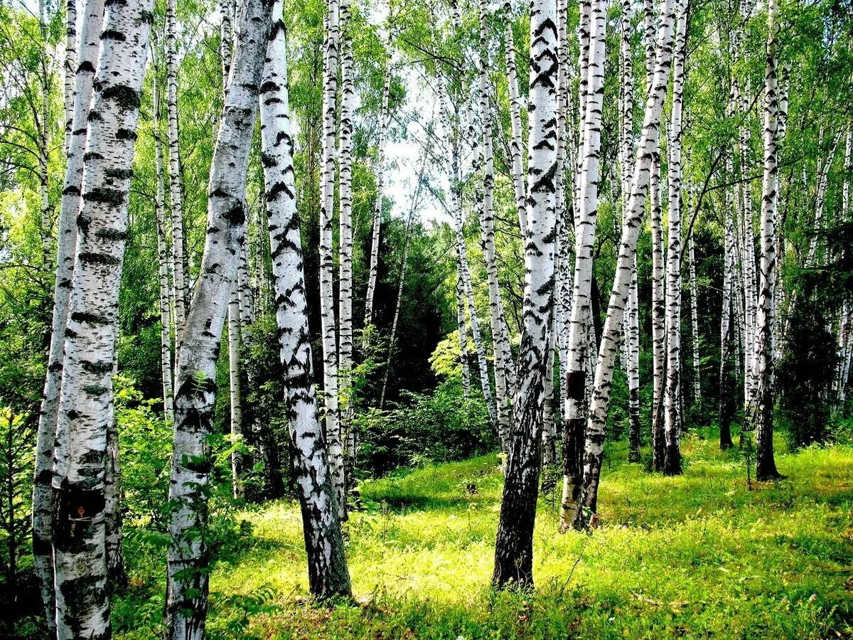 Красивые березовый лес. Березовая роща Томск. Березовая роща Саратов. Яранская Березовая роща. Берёза ойковская.