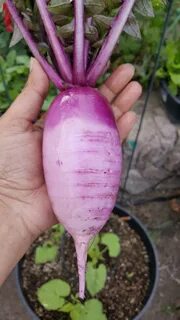 Розовая свекла