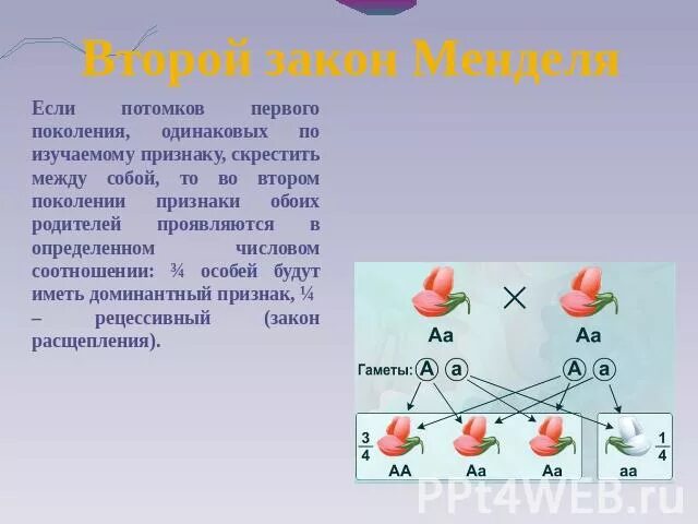 Одинаковый генотип это. Одинаковый генотип. Одинаковый генотип имеют. Закон единообразия гибридов первого поколения. Одинаковый фенотип.