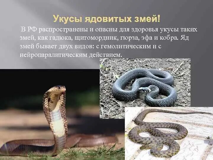 Гадюка обыкновенная 2 класс окружающий мир. Змея гадюка ядовитая описание. Где ядовитая змея обитает. Неядовитые змеи. Степная гадюка гюрза.