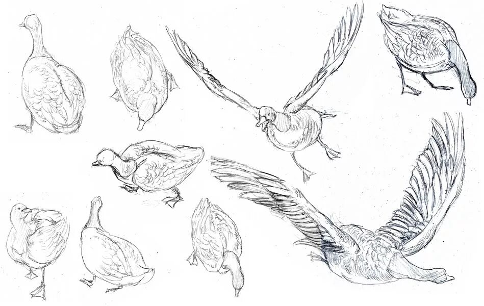Крылья птиц гуся. Зарисовки птиц. Зарисовки птиц в движении. Наброски птиц. Птица скетч.