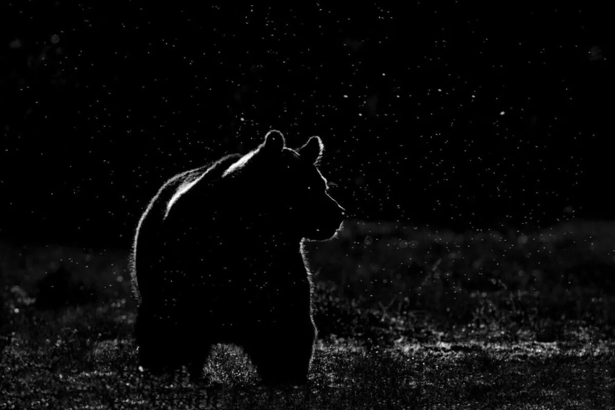 Глаза медведя в темноте. Медведь на черном фоне. медведь на темном фоне. медведь в темноте. медведь ночью в лесу.