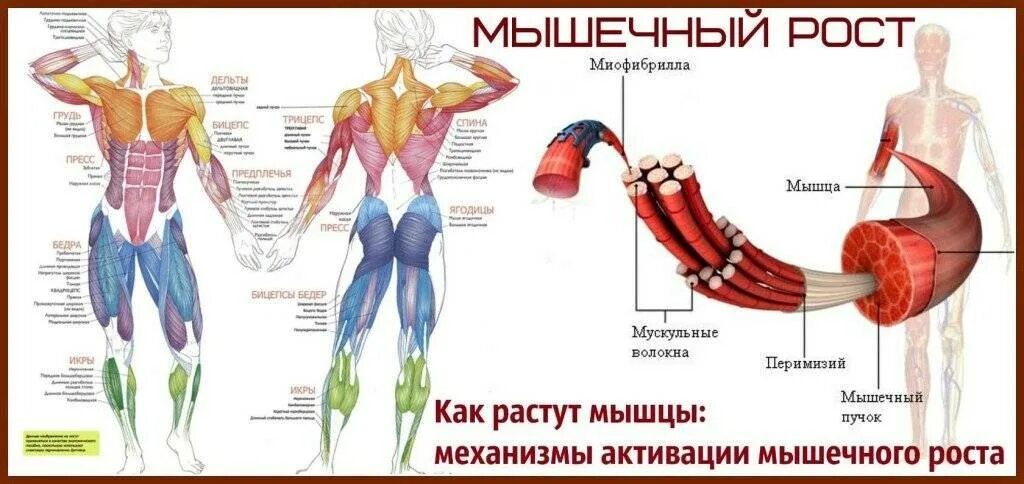 Нужны ли мышцы. Как развиваются мышцы при тренировках. как растут мышцы. рост мышц. за счет чего растут мышцы.