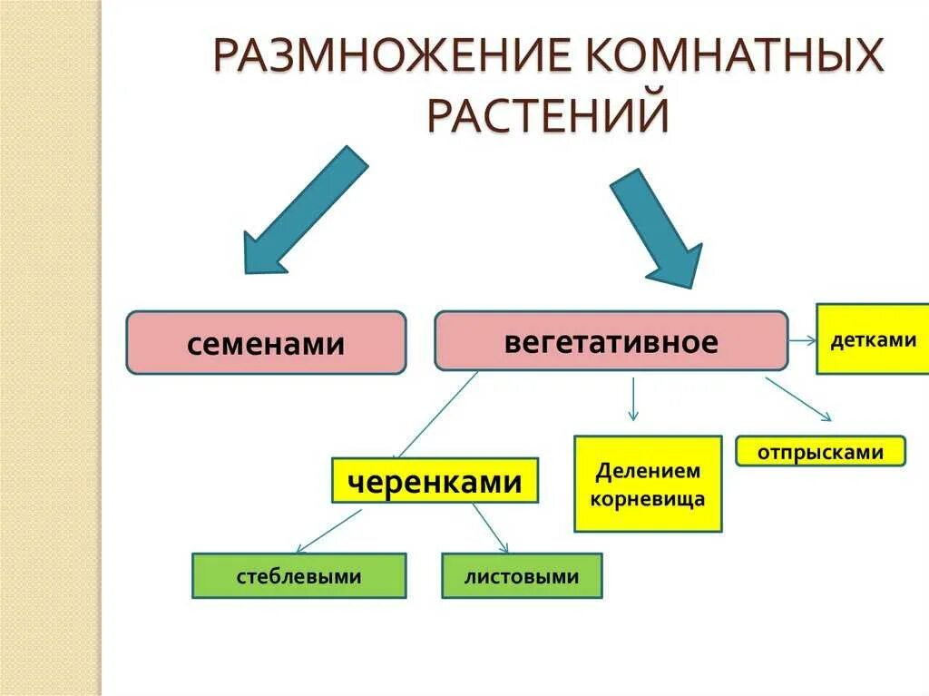 Процесс размножения растений. Способы размножения комнатных растений. Методы размножения растений. Таблица способы размножения комнатных растений. Какие способы размножения растений вы наблюдали