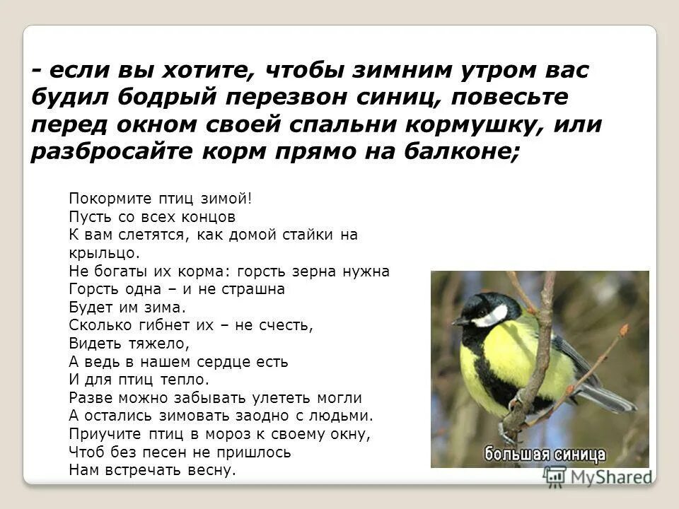 Текст про синицу. Синица описание птицы. Большая синица описание. Описание синицы. Описание синички.