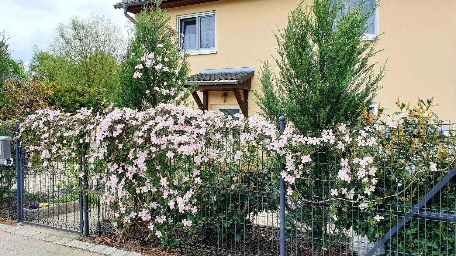 Клематисы Клематис Грандифлора(Clematis Grandiflora) купить по цене 811 руб. Дос