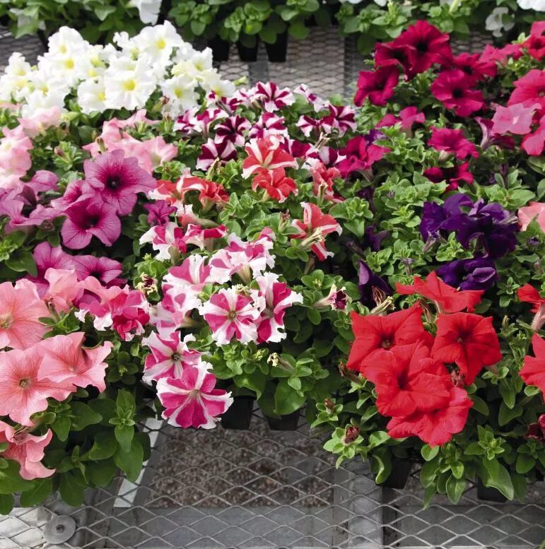 Петуния грандифлора саксесс 360. Петуния грандифлора саксесс 360° микс. Петуния саксесс бургунди. Success 360. Петуния грандифлора саксесс 360° блю.