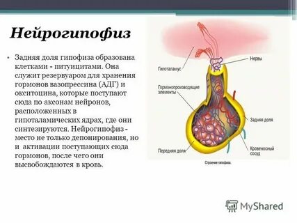 Нейрогипофиз гормоны