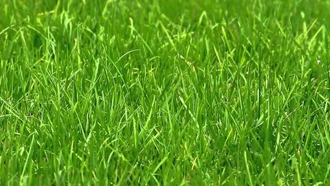 Grass трава