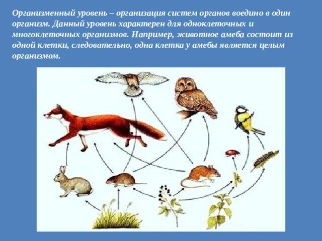 Организменный уровень организации. Организменный уровень картинки. Организация организма. Уровни организации организма схема. Контрольная работа по биологии 9 организменный уровень