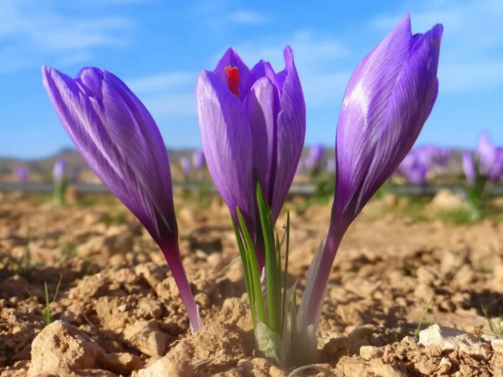Награды за крокус. Крокус Шафран посевной. Шафран посевной (Crocus sativus). Крокус Шафран цветок. Крокус осеннецветущий Шафран посевной.