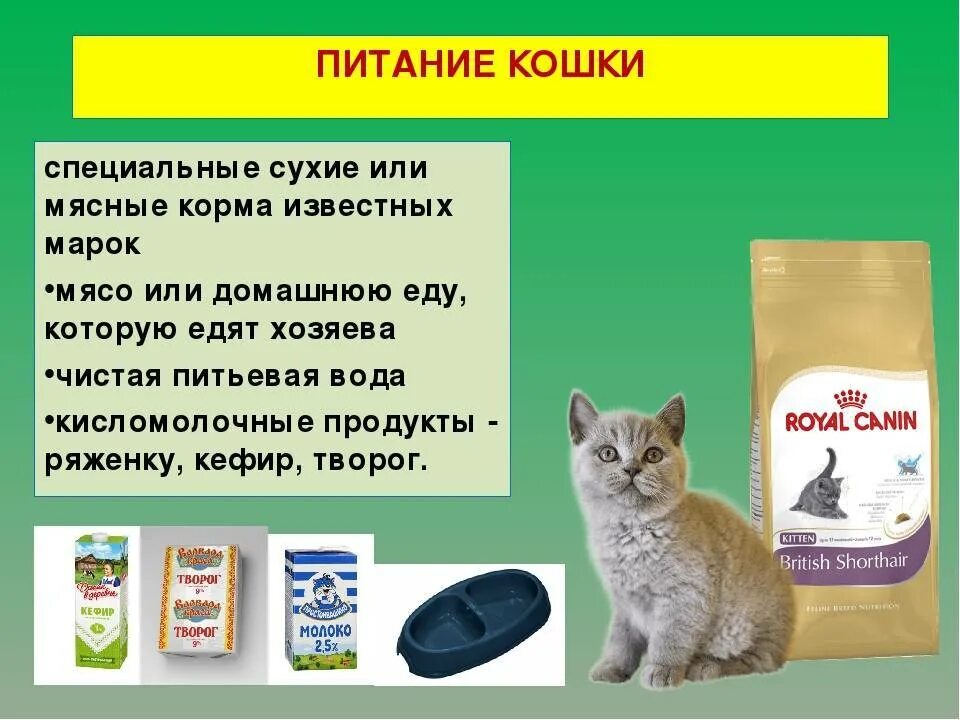 Питание котенка. Корм для кота. Правильное питание для котят. Чем кормить кошку. Можно кормить котят сухим кормом