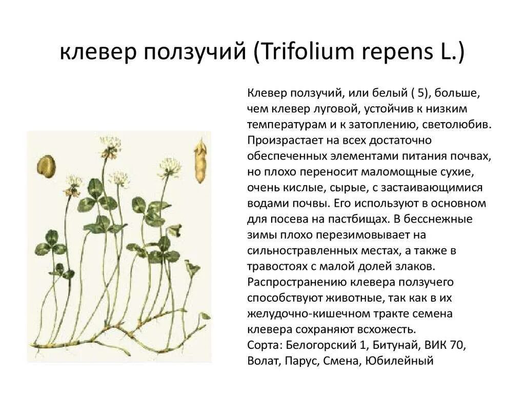 Способ распространения клевера. Клевер белый ползучий характеристика. клевер белый ползучий плод. клевер белый ползучий стебель. строение листьев клевера ползучего.