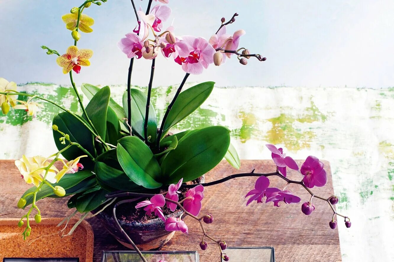 Канал уютные орхидеи. Поливать орхидею. Уютные орхидеи и не только ирина. Дикий кот орхидея в кашпо. Орхидея в горшке на подоконнике.