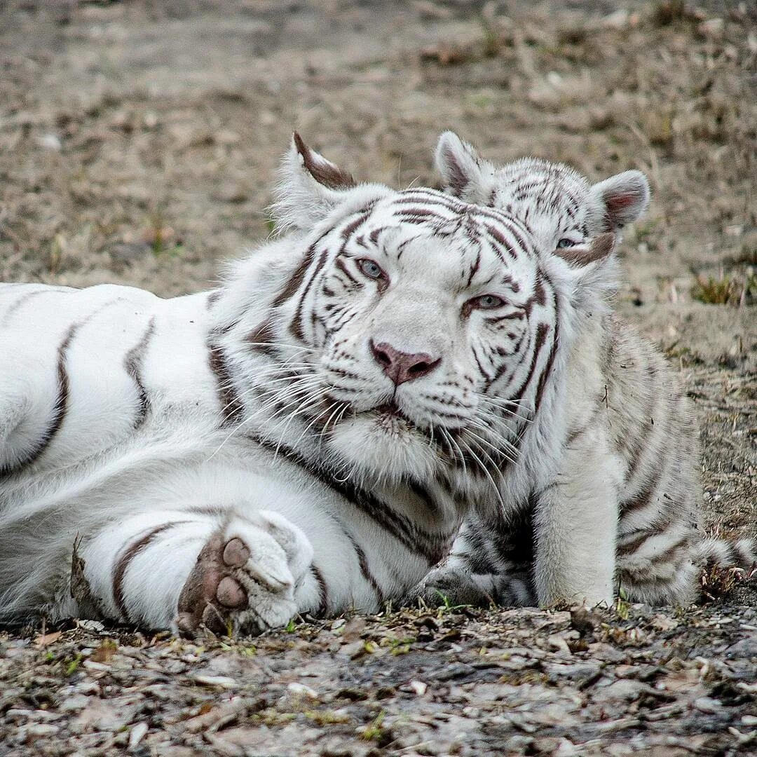 Какой тигр белый. Амурский тигр белый. Амурский тигр и белый тигр. Белый Сибирский тигр. Белый тигр с тигренком.