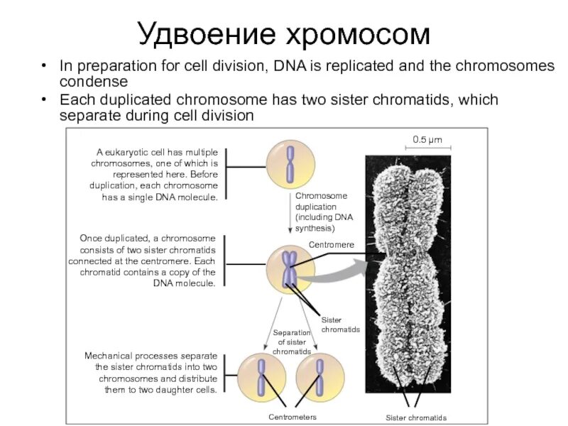 Удвоение хромосом происходит в интерфазе. Удвоение хромосом в интерфазе. удвоение хромосом в какой фазе. удвоение хромосом происходит в какой фазе. удвоение хромосомы и стадии.