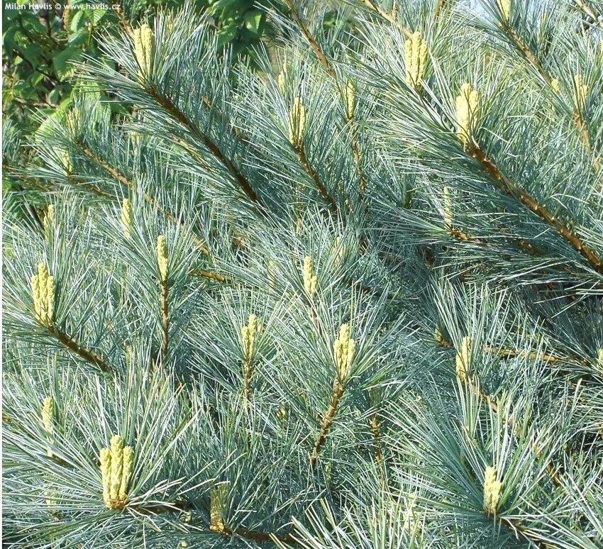 Pinus strobus. Сосна веймутова radiata. сосна веймутова радиата. сосна веймутова нана. pinus strobus radiata.