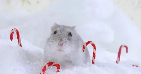 Мышь в снегу