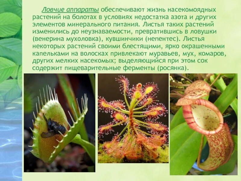 Почему у растения такое название
