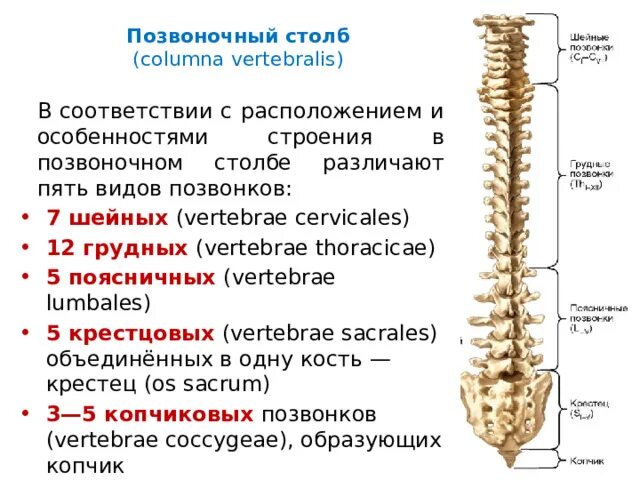 Types of vertebrae and cervical, thoracic and lumbar division outline diagram. L