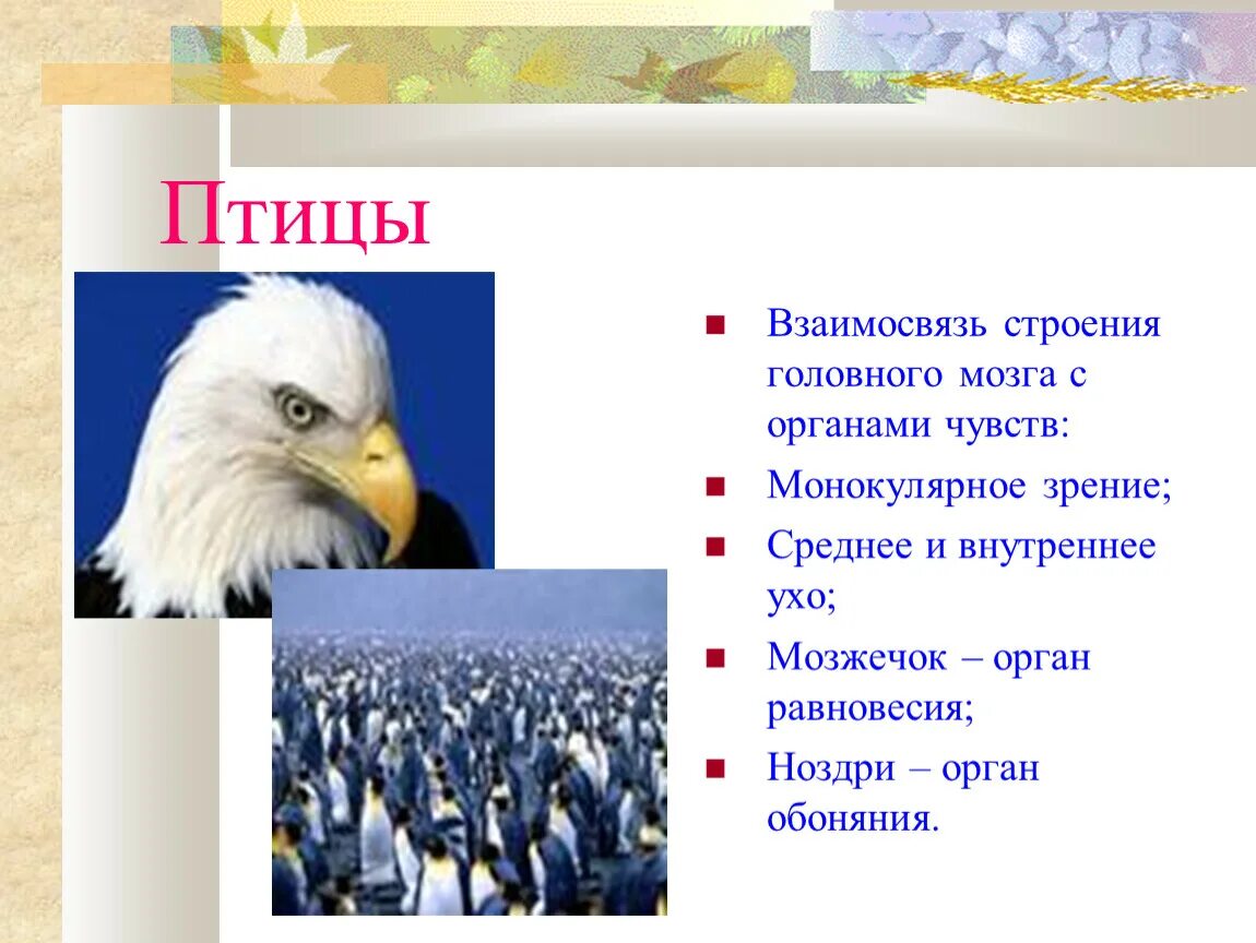 Развитые органы чувств у птиц. Особенности органов чувств у птиц. Функции органов чувств у птиц. Органы чувств птиц кратко. Органы осязания у птиц.