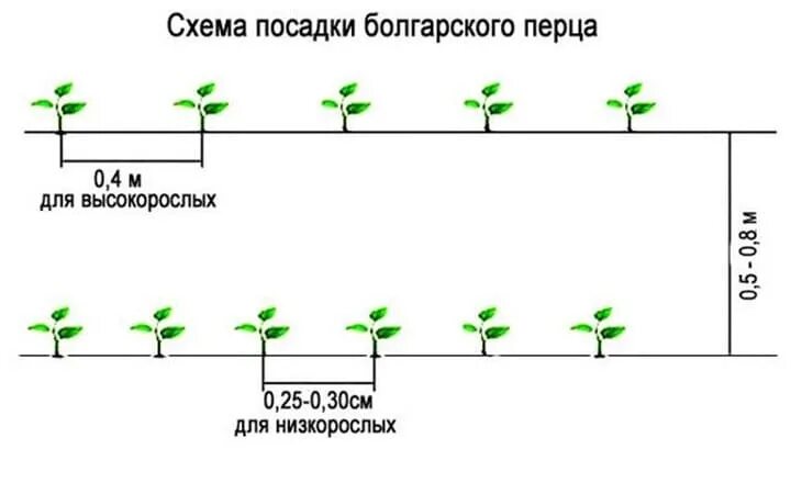Посадка томатов и перцев