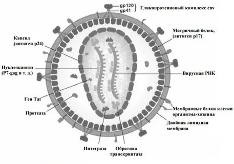 Состав вич