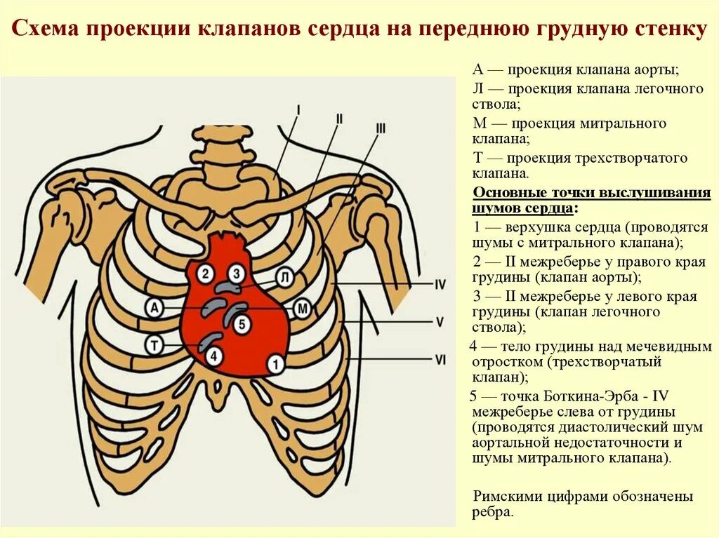 Проекция клапанов сердца и места их выслушивания. Проекция границ и клапанов сердца на грудную клетку. Схема проекции клапанов сердца. Проекция клапанов сердца на грудную клетку и точки выслушивания.