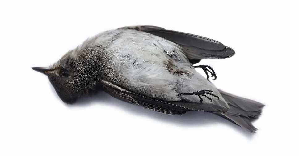 Falling bird. Птица в полете. A Dead Bird in the Steppe.