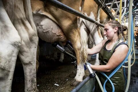 Young woman wearing apron standing in a milking shed, milking Guernsey cows. stoc...