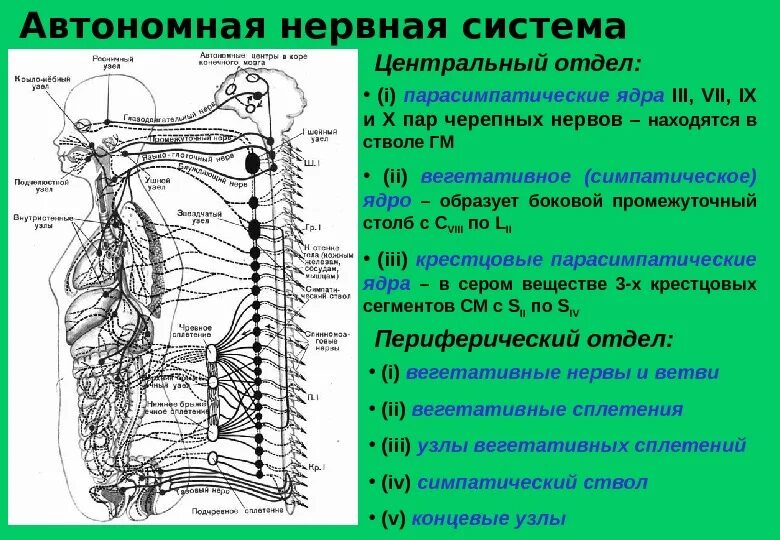 Автономная нервная система: парасимпатическая система. Ядра вегетативной нервной системы. Центры парасимпатического отдела ВНС ядра. Строение ядер центральных отделов вегетативной нервной системы. Ядра центральной нервной системы