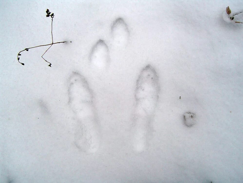 Следы зайца беляка. Следы зайца русака. Следы зайца беляка на снегу. Заячьи следы на снегу.