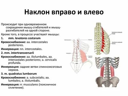 Мышцы наклоняющие позвоночник