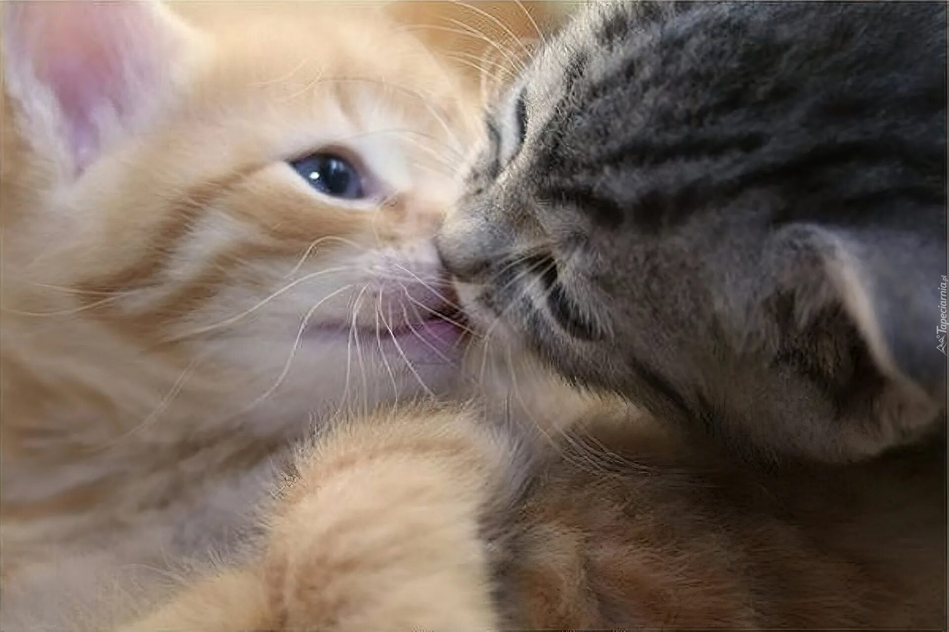 Поцелуй котят. Нежные котята. Котики любовь. Котята целуются.