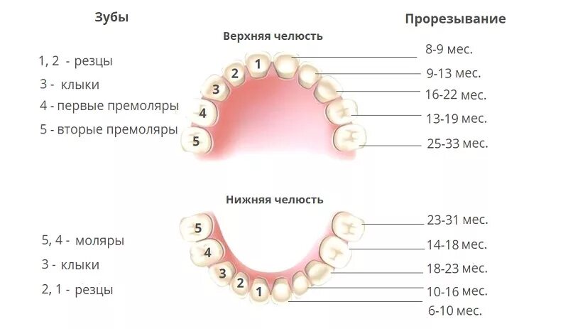 К зубам приберу значение. Зубы у детей схема прорезывания постоянных зубов у детей. Прорезался верхний жевательный зуб. Десна при прорезывании молочных зубов у детей. Прорезывается коренной зуб Десна.