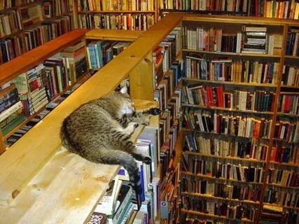 Библиотека кота мортимера