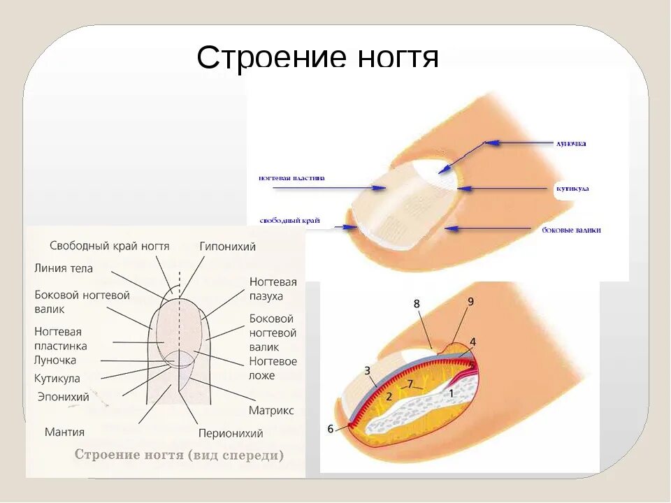 Ногтевая структура. Строение ногтевой пластины схема. Анатомия и физиология ногтя. Анатомическое строение ногтевой пластины. Ноготь строение анатомия схема.